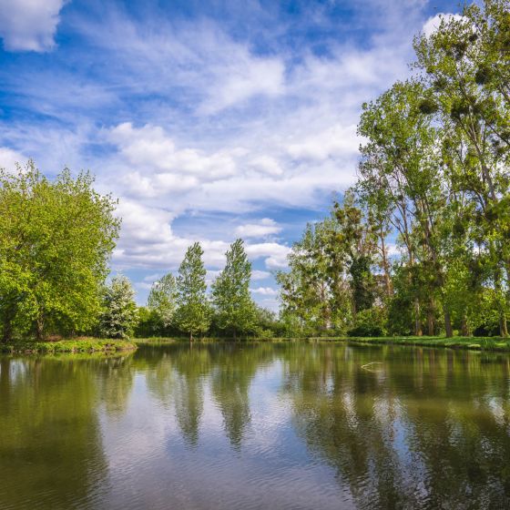 Parc arboré